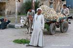 Marchand aglio, Luxor, Egitto.