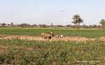 Wagon guida a metà del raccolto, un sobborgo di Luxor, Egitto.