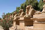 Ram-capo sfingi vicolo all'ingresso sito Karnak, Egitto.