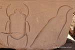 Beetle e uccello, sollievo incasso, tempio di Karnak, Egitto.