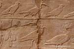 Sfilata di diversi uccelli, sollievo, tempio di Karnak, Egitto.
