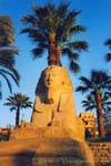 Sfinge testa di re Nectanebo, Tempio di Luxor, Egitto.