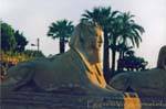 Re testa Sfinge, dromos Tempio di Luxor, Egitto.