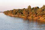 Palm foresta, riva del Nilo, Egitto.
