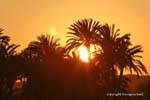 Tramonto dietro le palme, Egitto.