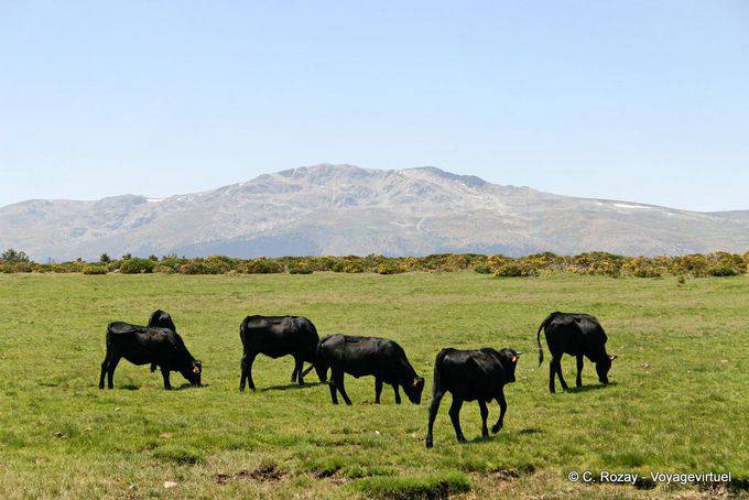 Bulls nei prati, con vista sul Najarra, Miraflores della Sierra - Spagna