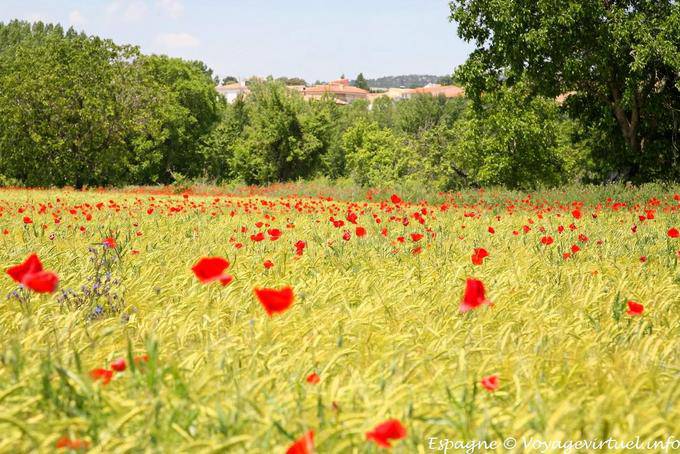 Cuenca, campo e papaveri - Spagna
