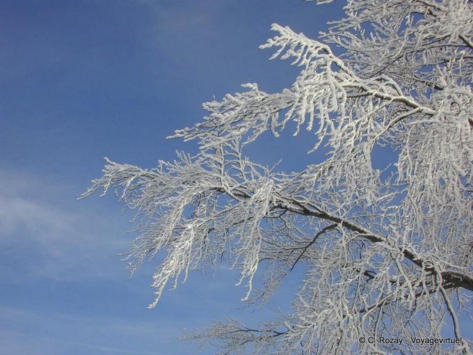 Cielo gelido inverno e albero, Haut-Doubs - Franca Contea, Francia