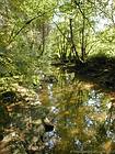 Il Brema, sottobosco a Ornans, Doubs, Francia.