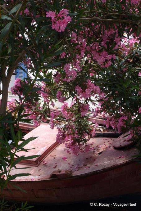 Laurier rosa floreale, Trikeri, Agia Kiriaki - Grecia