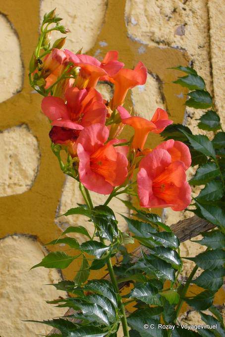 Fiori rossi di fronte a un muro, Trikeri, Agia Kiriaki - Grecia