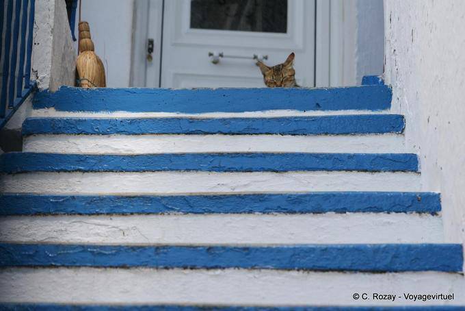 Cat sulle scale, Trikeri, Agia Kyriaki - Grecia