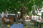 Terrazza sotto un albero gigantesco, Pinakates, Pelion, Grecia.