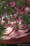 Laurier rosa floreale, Trikeri, Agia Kiriaki, Grecia.