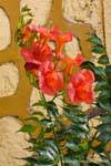 Fiori rossi di fronte a un muro, Trikeri, Agia Kiriaki, Grecia.