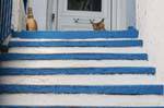 Cat sulle scale, Trikeri, Agia Kyriaki, Grecia.