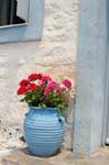 Pot geranio, Trikeri, Agia Kiriaki, Grecia.