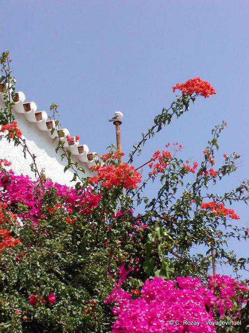 Uccello e bouganville, Spetses - Grecia