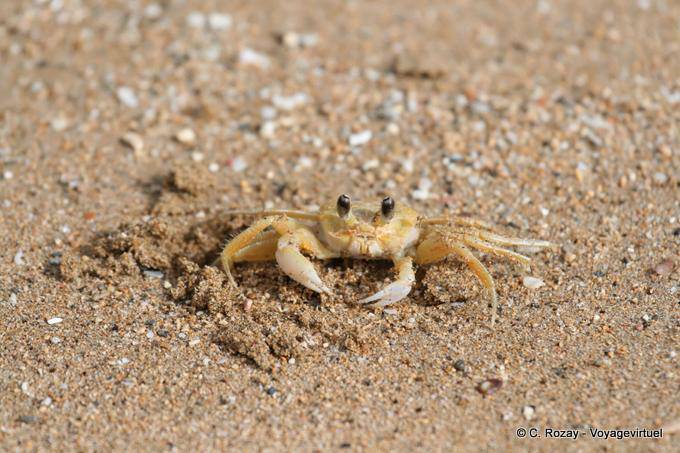 Le crabe de l'anse de la Perle - Guadalupa