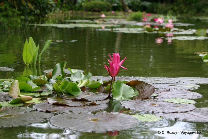 Ninfee Basin, Giardino Botanico, Deshaies - Guadalupa