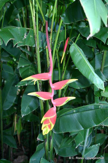 Heliconia, pianta tropicale Giardino Botanico, Deshaies - Guadalupa