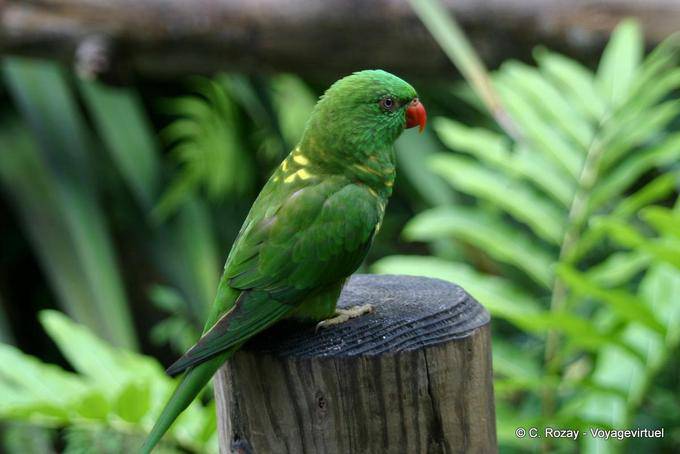 Verde Lorikeet (Trichoglossus chlorolepidotus), Giardino di Deshaies - Guadalupa