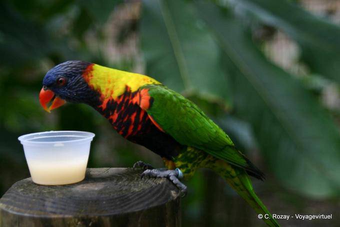 Lorichetto arcobaleno (Trichoglossus haematodus) o Lory di Swainson, Deshaies giardino - Guadalupa
