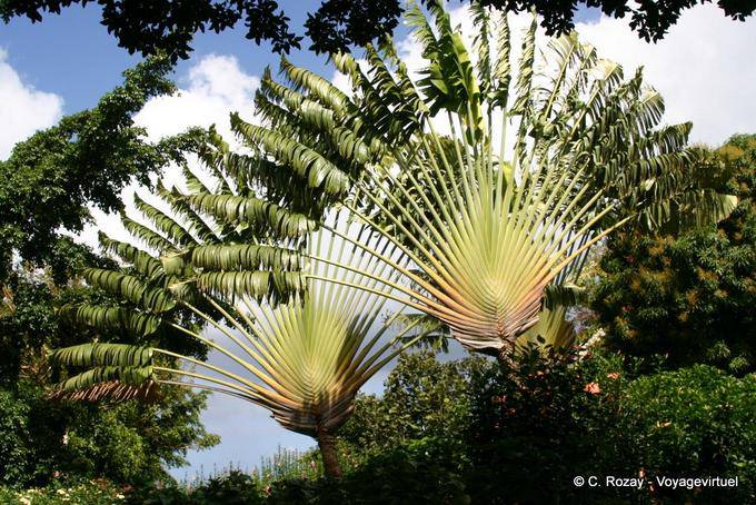 Albero del viaggiatore (Ravenala madagascariensis) Deshaies Giardino Botanico - Guadalupa