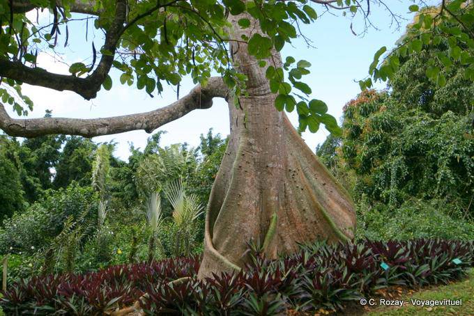Tronco di un formaggio (Ceiba), Giardino di Deshaies - Guadalupa