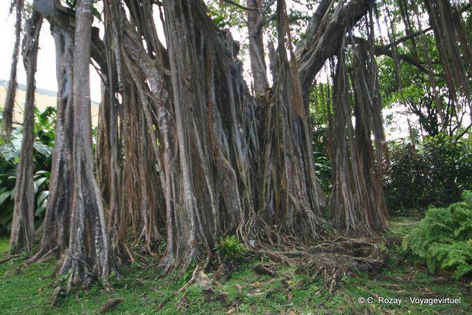 Radici aeree del banyan, Deshaies giardino - Guadalupa