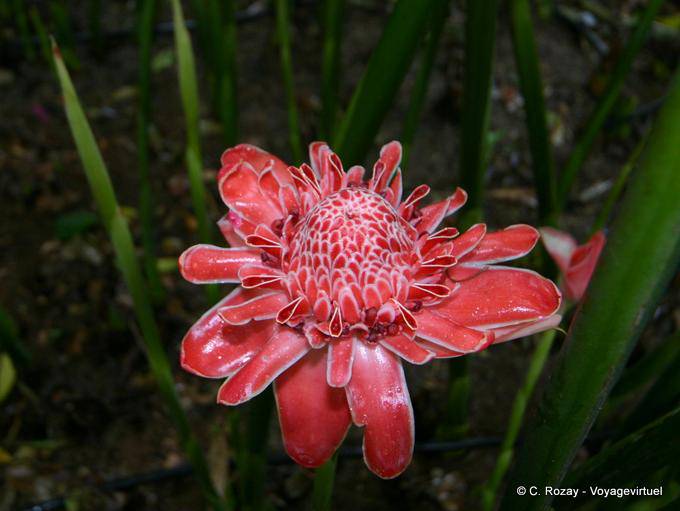 Una rosa porcellana in Deshaies parco - Guadalupa