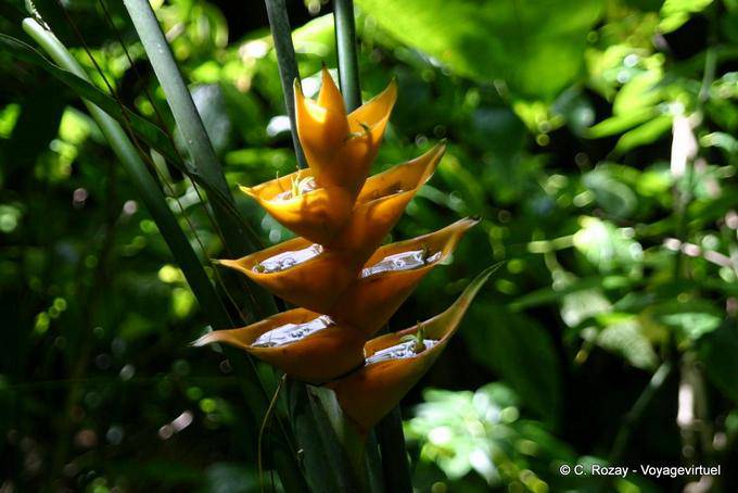 Heliconia caribaea giallo o balisier Caraibi, Guadalupa - Guadalupa