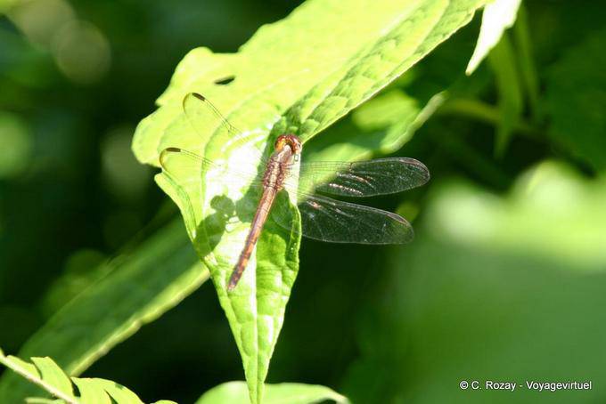 Libellula (Odonata anisopteran), Guadalupa - Guadalupa