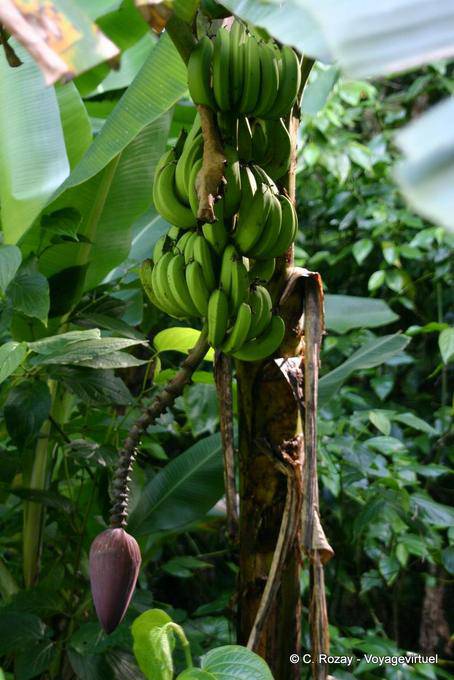 Mazzo di banane su una banana, Guadeloupe - Guadalupa