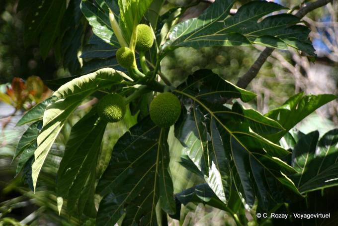Fwiyapen, frutta pane (Artocarpus altilis) - Guadalupa