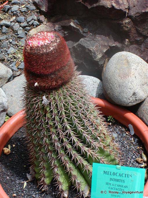 Melocactus intortus, chiamata anche la testa cactus a inglese, Giardino Deshaies - Guadalupa