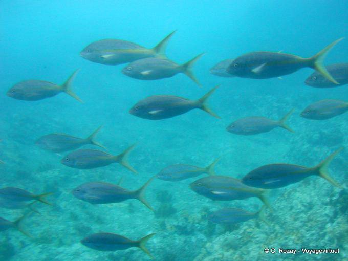 Atmosfera subacquea, Malendure immersioni - Guadalupa