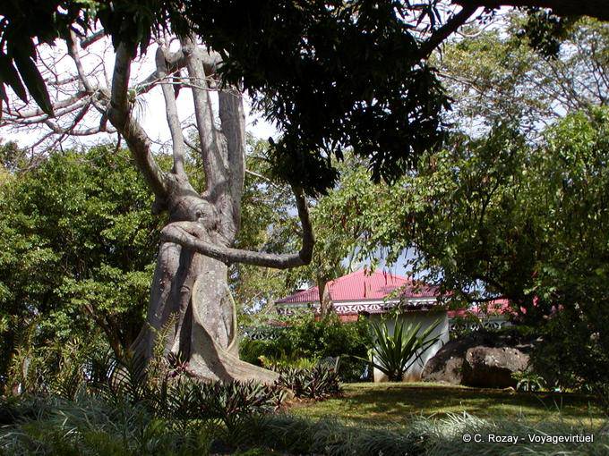Kapok albero o formaggio, giardino botanico di Deshaies - Guadalupa