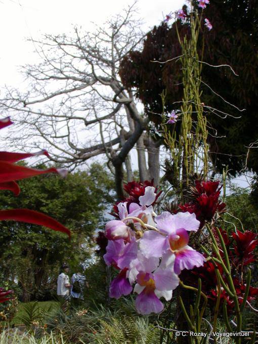 Orchidee nel Deshaies parco floreali e animali - Guadalupa