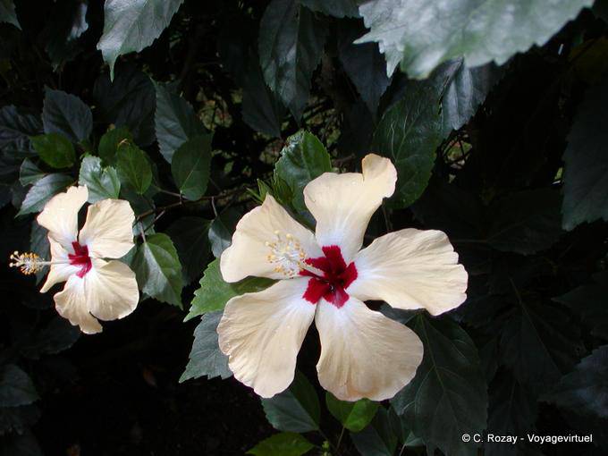 Fiori di ibisco, famiglia malva, Deshaies Giardino Botanico - Guadalupa