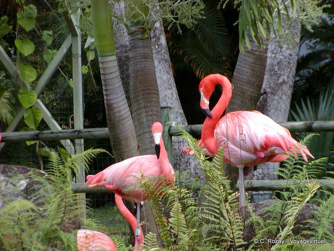 Fenicotteri Caraibi (Phoenicopterus ruber), Giardino di Deshaies - Guadalupa