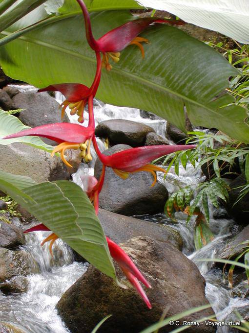 Fiori Balisier ai margini del torrente, Deshaies giardino - Guadalupa
