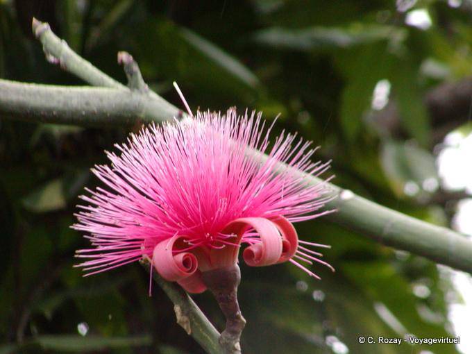 Fiore Bombax ceiba (controllo), Deshaies, giardino botanico - Guadalupa