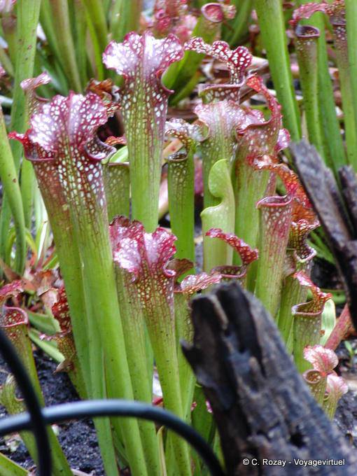 Le piante carnivore nel Giardino Botanico di Deshaies - Guadalupa