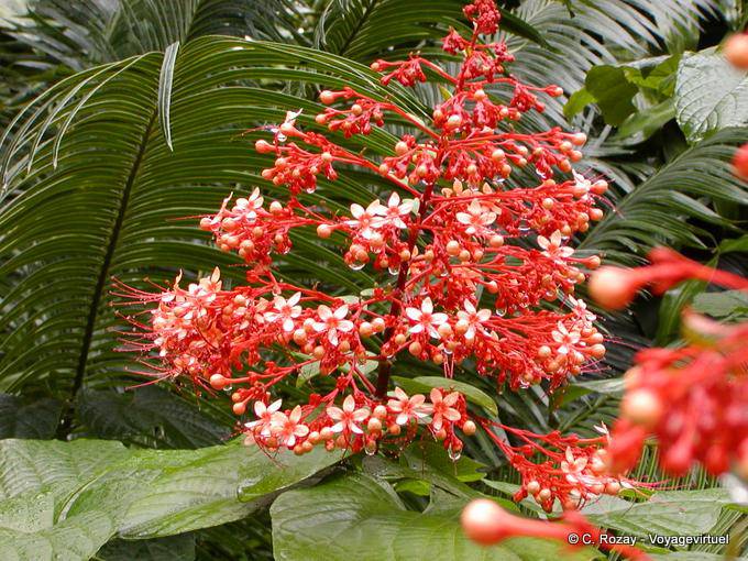 Fiori cluster su sfondo di palme, Deshaies Giardino Botanico - Guadalupa