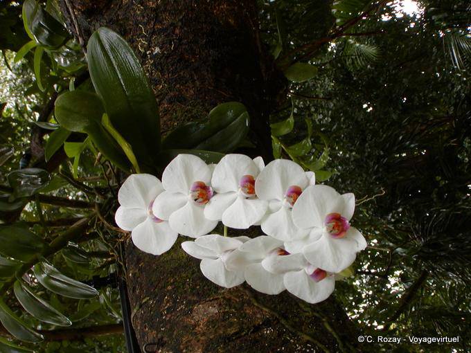 Ramo di orchidee bianche godendo di un albero, giardino Deshaies - Guadalupa