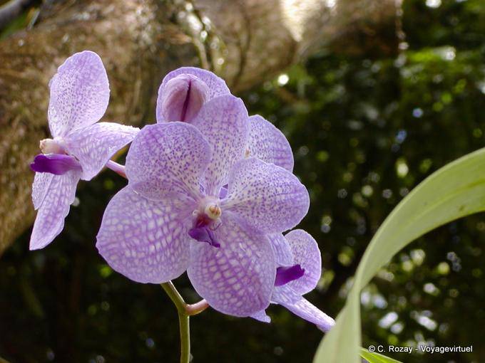 Focus su orchidee viola, Giardino Botanico di Deshaies - Guadalupa
