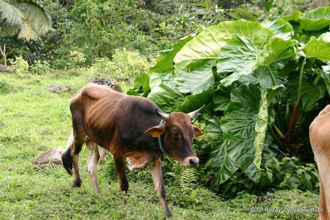 Un toro in campagna Guadeloupe - Guadalupa