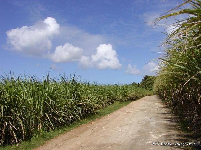 Tra due campi di canna da zucchero, Guadalupa - Guadalupa