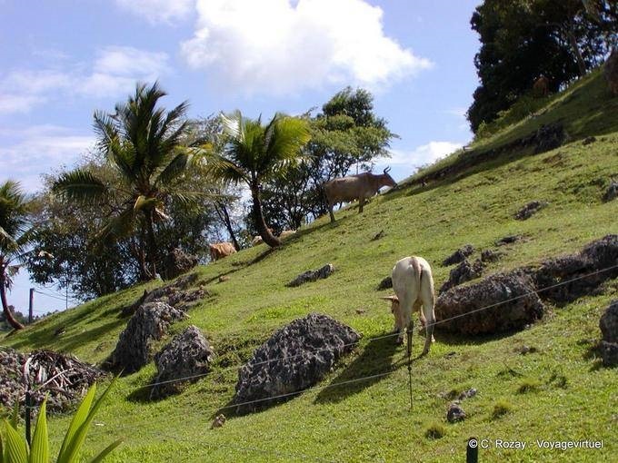 Herd su un ripido pendio, Guadeloupe paesaggio - Guadalupa